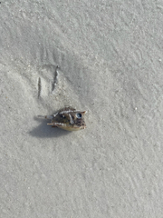 Acanthostracion quadricornis