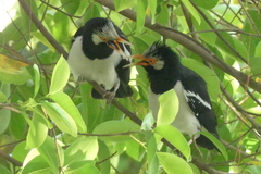 Gracupica floweri