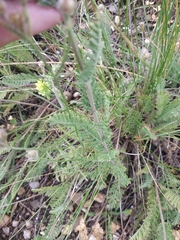 Tanacetum achilleifolium