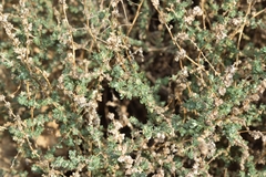 Atriplex glauca
