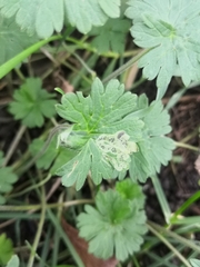 Agromyza nigrescens