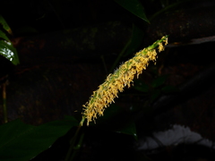 Pariana radiciflora