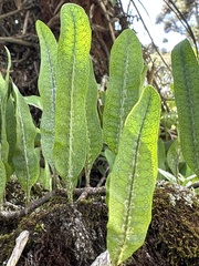 Microgramma squamulosa