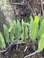 Microgramma squamulosa