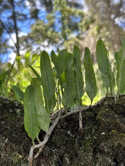 Microgramma squamulosa