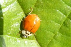 Harmonia axyridis