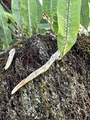 Microgramma squamulosa