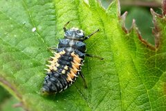 Harmonia axyridis