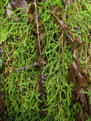 Selaginella oregana