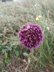 Allium atroviolaceum
