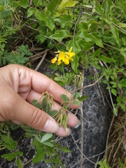 Coronilla coronata