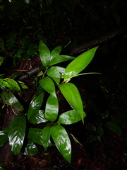 Pariana radiciflora