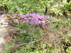 Liatris punctata mucronata