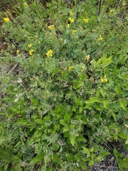 Coronilla coronata