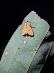 Conogethes punctiferalis