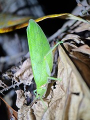 Chondroderella borneensis