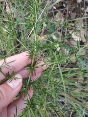 Asparagus verticillatus