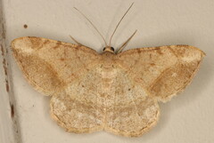 Chiasmia rectilinea