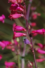 Penstemon stephensii