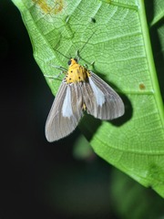 Asota