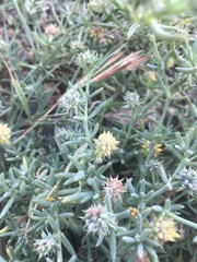 Gymnocarpos sclerocephalus