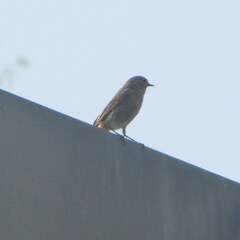 Phoenicurus ochruros gibraltariensis