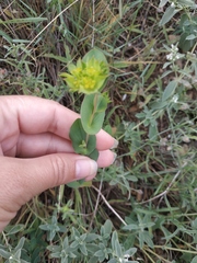 Bupleurum rotundifolium