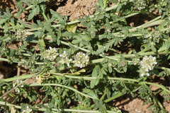 Lepidium navasii