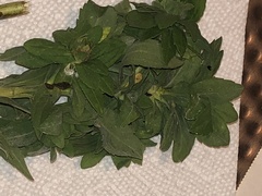 Procecidochares atra