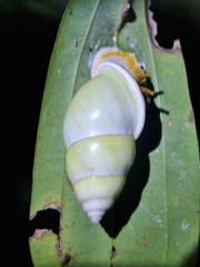 Amphidromus atricallosus