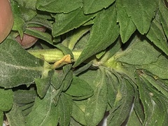 Procecidochares atra