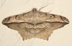 Chiasmia simplicilinea