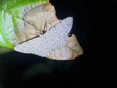 Catoria sublavaria