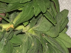 Procecidochares atra