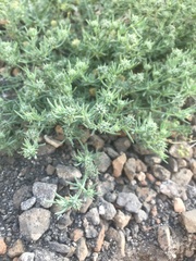 Gymnocarpos sclerocephalus