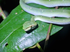 Tropidolaemus wagleri