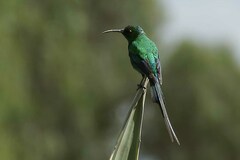 Nectarinia famosa