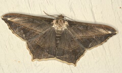 Chiasmia simplicilinea