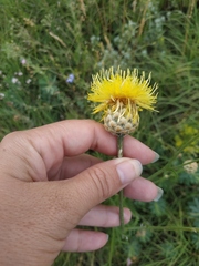 Centaurea orientalis