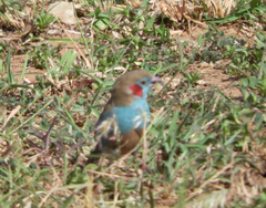 Uraeginthus bengalus