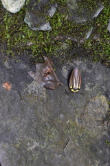 Rochaina mexicana