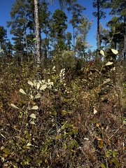Rubus cuneifolius