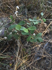 Rubus cuneifolius