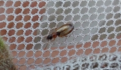 Philorhizus melanocephalus