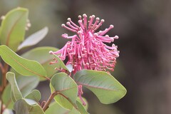 Oreocallis grandiflora