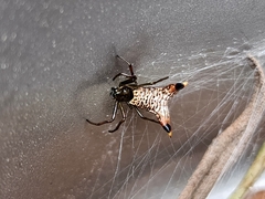 Micrathena lucasi
