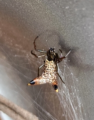 Micrathena lucasi