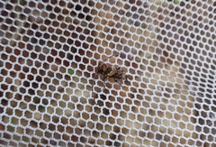 Pogonocherus hispidus