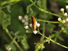 Phyciodes graphica