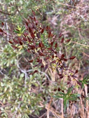 Hypericum galioides